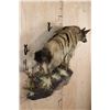 Image 3 : Life-sized AARDWOLF on a Lightweight Wall Hanging Base
