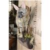 Image 4 : Life-sized AARDWOLF on a Lightweight Wall Hanging Base