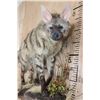 Image 5 : Life-sized AARDWOLF on a Lightweight Wall Hanging Base