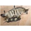 Image 6 : Life-sized AARDWOLF on a Lightweight Wall Hanging Base