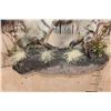 Image 7 : Life-sized AARDWOLF on a Lightweight Wall Hanging Base