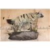 Image 8 : Life-sized AARDWOLF on a Lightweight Wall Hanging Base
