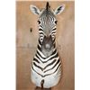 Image 10 : Big ZEBRA Pedestal Mount with ZEBRA Hide Panels