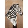 Image 11 : Big ZEBRA Pedestal Mount with ZEBRA Hide Panels