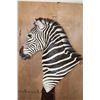 Image 9 : Big ZEBRA Pedestal Mount with ZEBRA Hide Panels