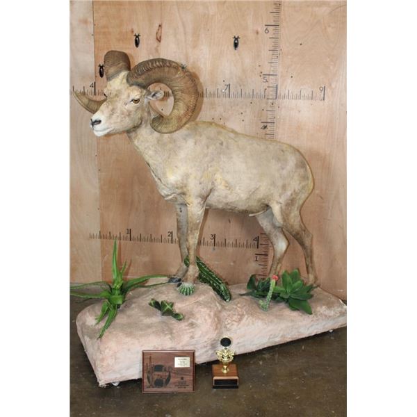 XXL 178-7/8 Scored Life-sized DESERT SHEEP on a Decorative Base with Wheels