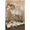 Image 1 : XXL 178-7/8 Scored Life-sized DESERT SHEEP on a Decorative Base with Wheels