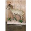 Image 2 : XXL 178-7/8 Scored Life-sized DESERT SHEEP on a Decorative Base with Wheels