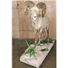 Image 3 : XXL 178-7/8 Scored Life-sized DESERT SHEEP on a Decorative Base with Wheels
