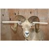Image 4 : XXL 178-7/8 Scored Life-sized DESERT SHEEP on a Decorative Base with Wheels