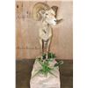 Image 5 : XXL 178-7/8 Scored Life-sized DESERT SHEEP on a Decorative Base with Wheels