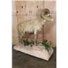 Image 6 : XXL 178-7/8 Scored Life-sized DESERT SHEEP on a Decorative Base with Wheels