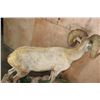 Image 7 : XXL 178-7/8 Scored Life-sized DESERT SHEEP on a Decorative Base with Wheels