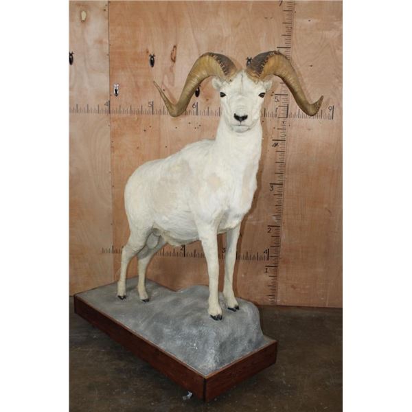 XL DALL SHEEP Ram on a Base with Wheels