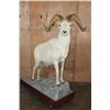 Image 1 : XL DALL SHEEP Ram on a Base with Wheels
