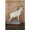 Image 2 : XL DALL SHEEP Ram on a Base with Wheels