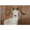 Image 3 : XL DALL SHEEP Ram on a Base with Wheels