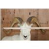 Image 4 : XL DALL SHEEP Ram on a Base with Wheels
