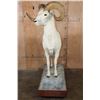 Image 5 : XL DALL SHEEP Ram on a Base with Wheels