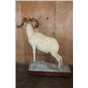 Image 6 : XL DALL SHEEP Ram on a Base with Wheels