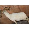 Image 7 : XL DALL SHEEP Ram on a Base with Wheels