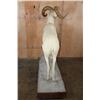 Image 8 : XL DALL SHEEP Ram on a Base with Wheels