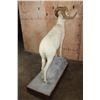 Image 9 : XL DALL SHEEP Ram on a Base with Wheels