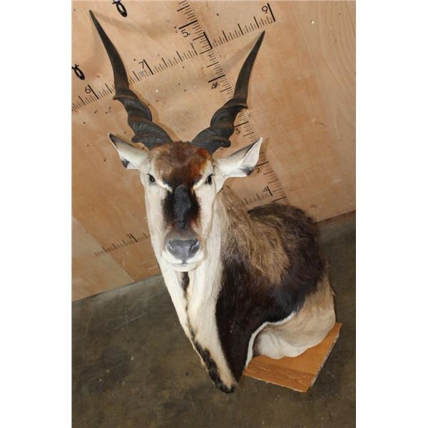 Massive XXL LORD DERBY Pedestal Mount with NO PEDESTAL