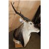 Image 4 : Massive XXL LORD DERBY Pedestal Mount with NO PEDESTAL