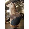 Image 6 : Massive XXL LORD DERBY Pedestal Mount with NO PEDESTAL