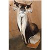 Image 7 : Massive XXL LORD DERBY Pedestal Mount with NO PEDESTAL
