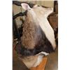 Image 8 : Massive XXL LORD DERBY Pedestal Mount with NO PEDESTAL