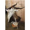 Image 9 : Massive XXL LORD DERBY Pedestal Mount with NO PEDESTAL