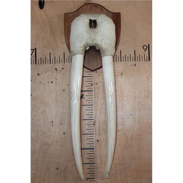 XL WALRUS Skull Mask with its Ivory Tusks Mounted on a Wood Plaque