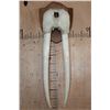 Image 1 : XL WALRUS Skull Mask with its Ivory Tusks Mounted on a Wood Plaque