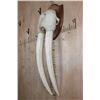 Image 3 : XL WALRUS Skull Mask with its Ivory Tusks Mounted on a Wood Plaque