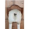 Image 4 : XL WALRUS Skull Mask with its Ivory Tusks Mounted on a Wood Plaque