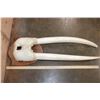 Image 5 : XL WALRUS Skull Mask with its Ivory Tusks Mounted on a Wood Plaque