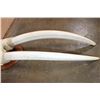 Image 7 : XL WALRUS Skull Mask with its Ivory Tusks Mounted on a Wood Plaque
