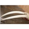 Image 8 : XL WALRUS Skull Mask with its Ivory Tusks Mounted on a Wood Plaque