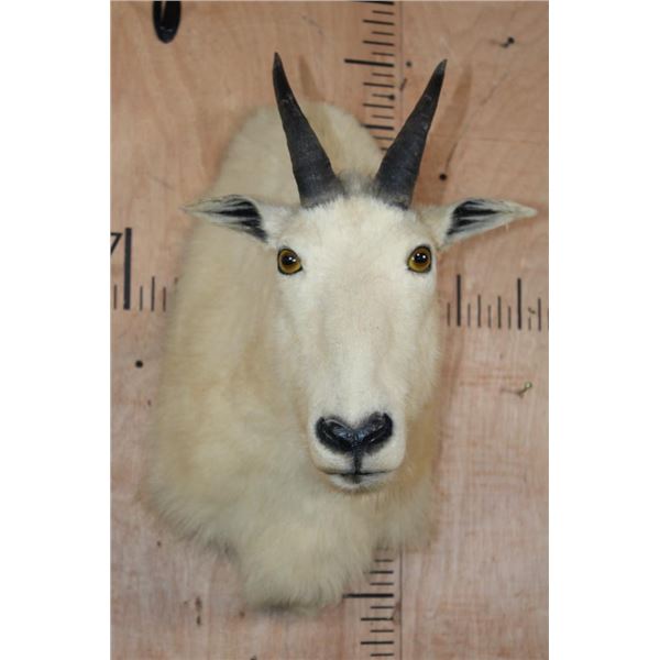 MOUNTAIN GOAT Shoulder Mount