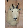 Image 1 : MOUNTAIN GOAT Shoulder Mount