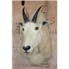 Image 2 : MOUNTAIN GOAT Shoulder Mount