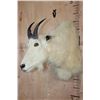 Image 3 : MOUNTAIN GOAT Shoulder Mount