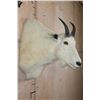 Image 4 : MOUNTAIN GOAT Shoulder Mount