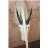 Image 5 : MOUNTAIN GOAT Shoulder Mount