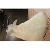 Image 6 : MOUNTAIN GOAT Shoulder Mount