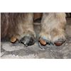 Image 10 : XXL Life-sized MUSKOX on a Rocky Base with Wheels