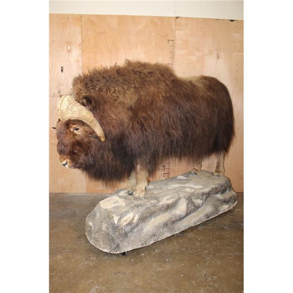 XXL Life-sized MUSKOX on a Rocky Base with Wheels