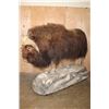Image 1 : XXL Life-sized MUSKOX on a Rocky Base with Wheels